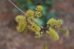 Combretum latifolium